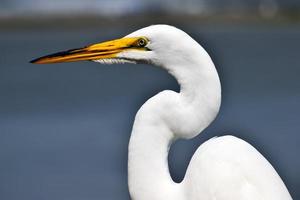 witte zilverreiger portret foto