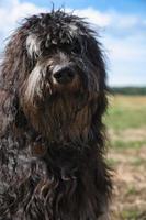 portret van een goldendoodle hond. pluizig, krullend, lang, zwart licht bruin jas. hond foto
