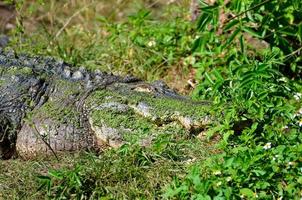 alligator in de wildernis foto