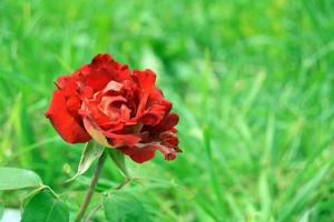 rood roos in een tuin Aan groen gras achtergrond foto