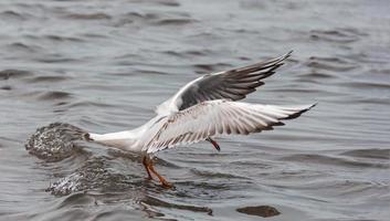 vogel op zoek naar vis foto