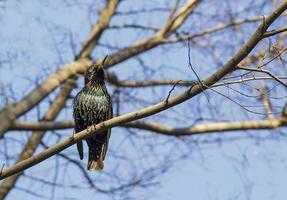 de zwart gevleugelde vogel foto