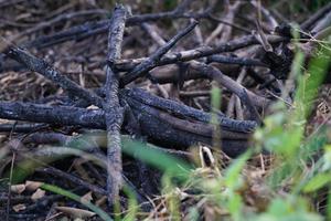 verbrand hout en hout brandend het oorzaken Woud branden en oorzaken een kas effect. foto