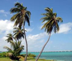 palmbomen in het bahia honda staatspark in florida foto