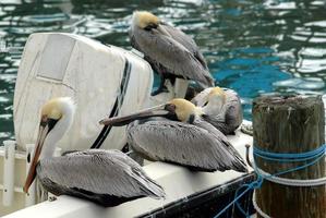 bruine pelikanen rusten