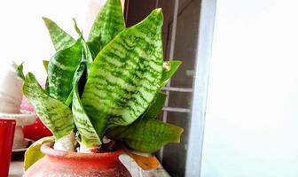 decoratief huis plant-sansevieria trifasciata gouden hahnii in een pot foto