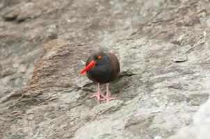 kust- vogel Aan kaal rots foto