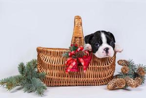 schattig Boston terriër puppy zit in een rieten mand versierd met rood klokken en Spar takken met kegels. foto