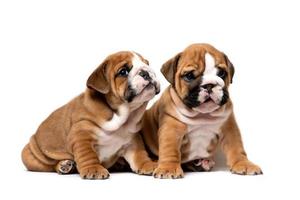 twee schattig Engels bulldog puppy's zittend De volgende, luisteren voorzichtig, geïsoleerd Aan een wit achtergrond foto