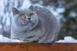 een grijs Brits kat zit Aan de traliewerk van een land huis buitenshuis in ijzig winter foto