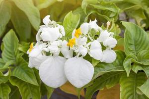 mussaenda Filipijnen, dona luz of dona koningin sirikit bloeien met zonlicht in de tuin. foto