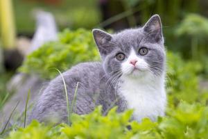 Brits kort haar katje zittend in de gras en op zoek Bij de camera. de concept van wandelingen in de vers lucht