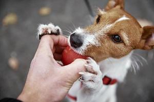 hond wandelen in herfst park met zijn eigenaar foto