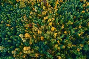 antenne visie van bergen gedekt met herfst Woud foto