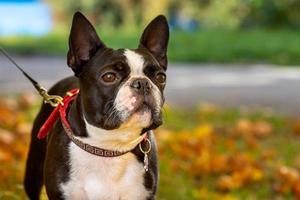 Boston terriër hond buiten. hond in mooi rood en geel park in herfst foto