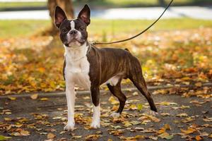 Boston terriër hond buiten. hond in mooi rood en geel park in herfst foto