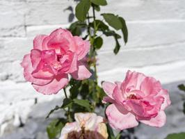 struik van roze rozen. bloemen, roos, rosaceae foto