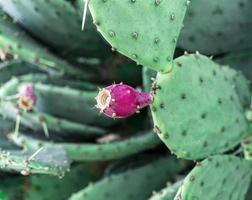 rood cactus fruit dichtbij omhoog. stekelig Peer, opuntia. foto