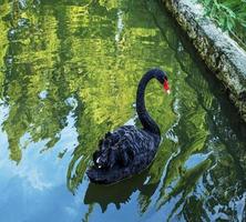 detailopname zwart zwaan drijvend Aan een groen vijver. Cygnus attratus, anserinae foto