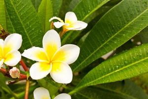 lan thom wit bloemen foto