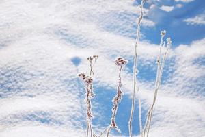 wazig bevroren gras. winter abstracte achtergrond. landschap. foto