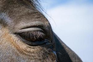 detailopname van een paard oog tegen de lucht foto