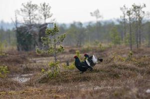 twee zwart korhoenders Aan moeras lekken vogelstand in wild natuur moerasland landschap met tetrao tetrix foto