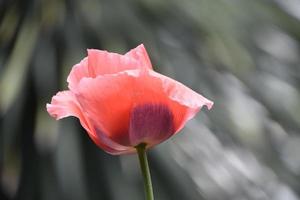 mooi pale roze en lavendel papaver bloeiend in de voorjaar foto