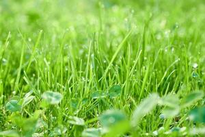 groen natuurlijk achtergrond van messen van gras met dauw druppels. foto