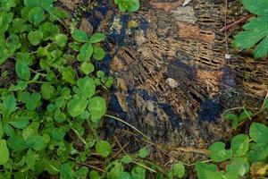 oud verrot stomp omringd door groen bladeren. foto