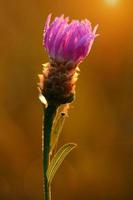 close-up foto van een paarse wildflower op het veld