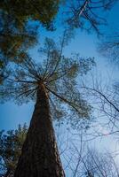 pijnboom boom tops over- blauw lucht foto