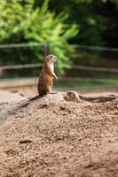 twee zittende natuurlijke marmotten die in tegengestelde richtingen kijken. nieuwsgierig europese suslik poseren voor fotograaf. kleine sousliks observeren foto