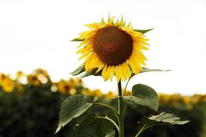 zonnebloem veld. zonnebloem natuurlijke achtergrond. zonnebloem bloeien. close-up van zonnebloem. foto
