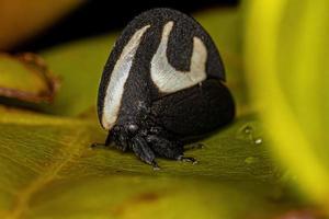 volwassen zwart-witte treehopper foto
