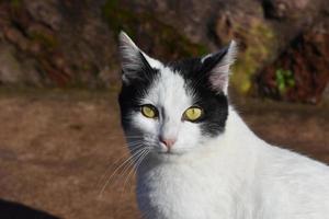 doordringend geel ogen Aan de gezicht van een kat foto