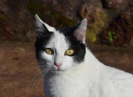 zwart en wit katten met kenmerkend geel ogen foto