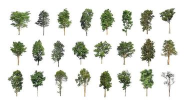 de verzameling van bomen, reeks van geïsoleerd bomen Aan wit achtergrond foto