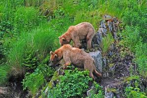 twee jong bears staren Bij een bedreiging foto