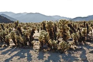 prachtige cholla cactustuin in joshua treer national park in foto