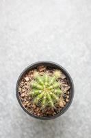 close-up cactus foto