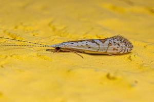 volwassen caddisfly insect foto