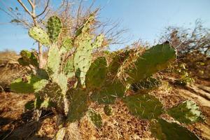 platte cactus met lange doornen groeien op het droge