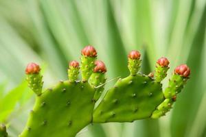 cactus bloemknoppen