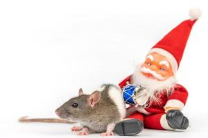 schattig Rat Aan wit achtergrond met de kerstman claus foto