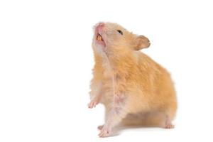 pluizig schattig perzik hamster Aan wit achtergrond geïsoleerd foto