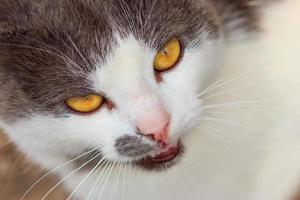 portret van een boos kat detailopname looks foto