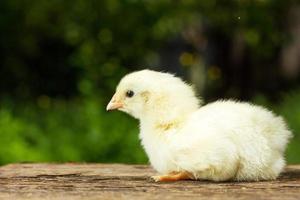 grappig geel kip Aan een natuurlijk groen achtergrond foto