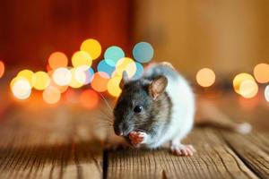 schattig Rat Aan houten achtergrond mooi bokeh foto