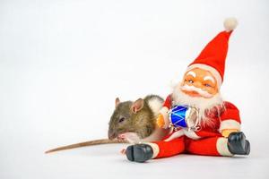 schattig Rat Aan wit achtergrond met de kerstman claus, Kerstmis concept geïsoleerd. foto